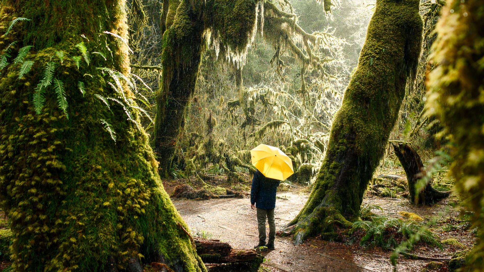 The Hoh Rain Forest