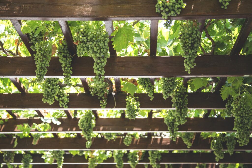 award-winning wineries