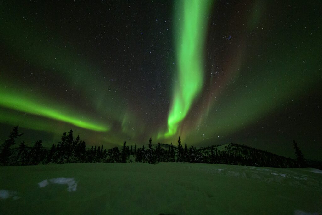 Northern Lights and Alaska Wildlife