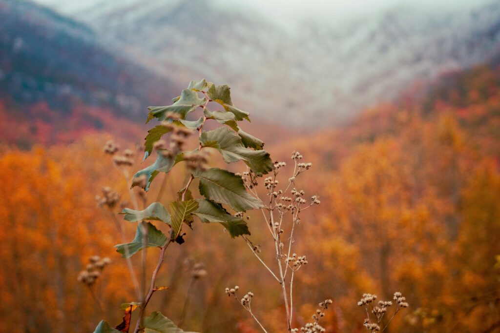 Smoky Mountains, Tennessee