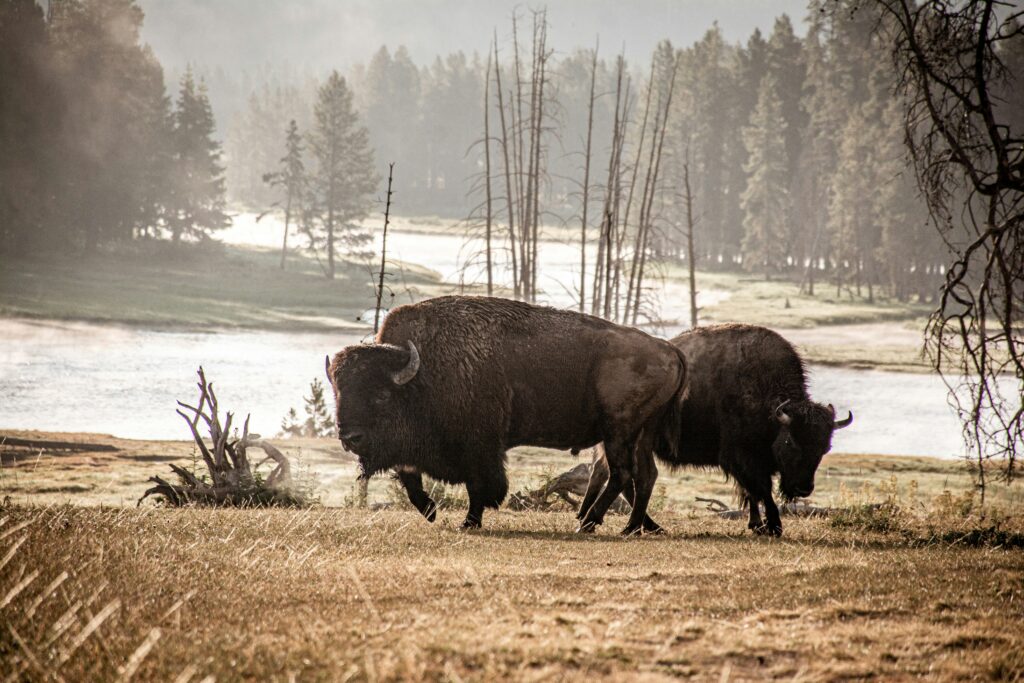 Cody Yellowstone Country
