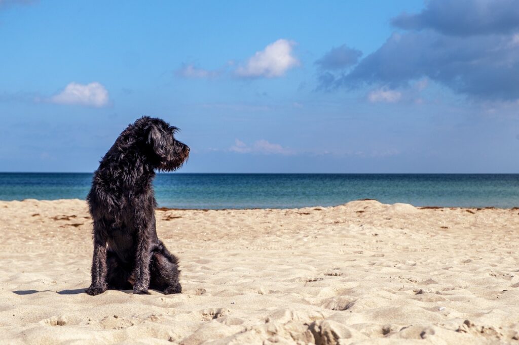 Rehoboth Beach & Dewey Beach, Delaware